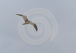 Ring-billed gull flting