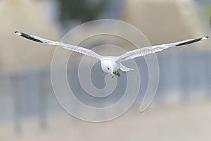 A ring-billed gull flying along Revere beach