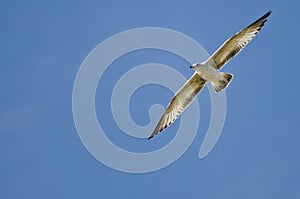 Ring-Billed Gull Flying in a Blue Sky