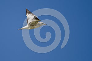 Ring-Billed Gull Flying in a Blue Sky