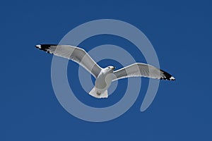 Ring billed gull flying on a clear a blue sky.