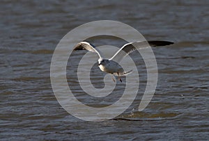 Ring-billed gull flying over a calm coast in Eagle Creek Park, Indianapolis Indiana, USA