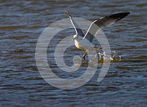 Ring-billed gull flying over a calm coast in Eagle Creek Park, Indianapolis Indiana, USA