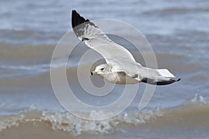 Ring-billed Gull Flying Over Waves