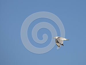 Ring-Billed Gull Flying Past With Wings Lowered