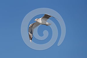 Ring billed gull flying at seaside