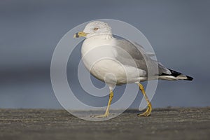 Ring-billed Gull foraging on a beach - Jekyll Island, Georgia