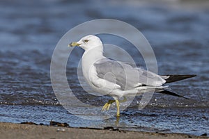 Ring-billed Gull foraging on a Lake Huron beach - Ontario, Canada