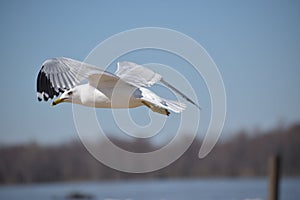 Ring-Billed Gull gliding