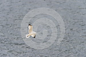 Ring-billed gull graceful bank