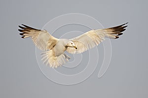 Ring-billed Gull hovering over a Lake Huron beach