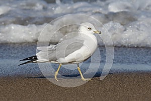 Ring-billed Gull on a Lake Huron Beach - Ontario, Canada