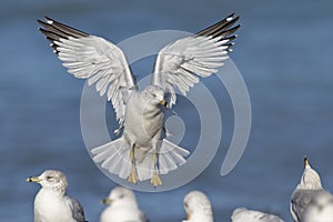 Ring-billed Gull landing on a Lake Huron Beach