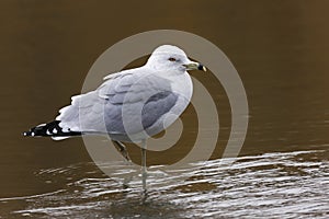 Ring-billed Gull (Larus delawarensis)