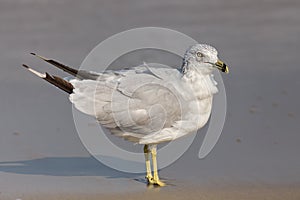 Ring-billed Gull Larus delawarensis photo