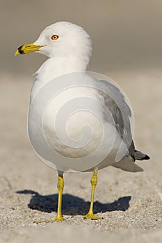 Ring-billed Gull, Larus delawarensis argentatus