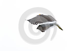 Ring-billed Gull, Larus delawarensis, from Florida, USA. White gull in flight with open wings and blue sky. Action scene in nature