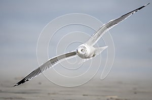 Ring-billed Gull flying over the ocean beach on Hilton Head Island, South Carolina, USA
