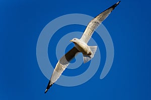 Ring-billed Gull Larus delawarensis gliding against a blue sky