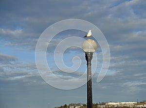 Ring-billed gull Larus delawarensis on lamp post against a striking, beautiful dark cloudy sky with