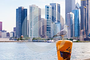 Ring-billed gull Larus delawarensis sitting on dock post with