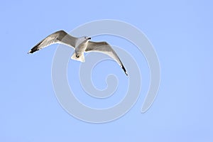 Ring-billed Gull overhead