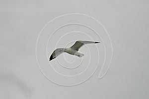 Ring-billed Gull on a Rainy Morning