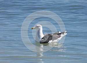 Ring Billed Gull Shorebird in ocean