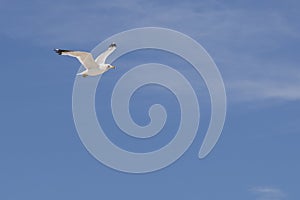Ring-Billed Gull Soaring through Blue Sky