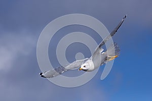 Ring-billed Gull Soars in Blue Sky