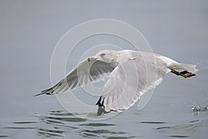 Ring-billed Gull taking flight