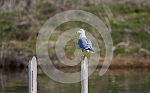 Ring-billed Gull at Three Oaks Recreation Area in Crystal Lake, Illinois