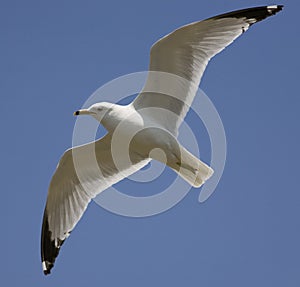 Ring Billed Gull Watching