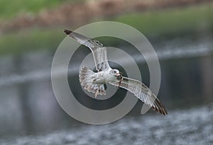 ring billed gull (Larus delawarensis) in flight with Southern Leopard frog (Lithobates sphenocephalus)