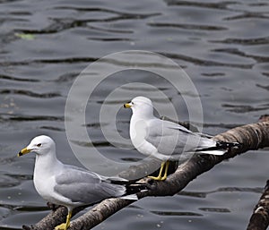 Ring-billed Gulls