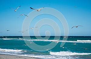 Ring Billed Flying over Florida Waves
