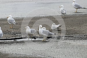 Ring-billed gulls