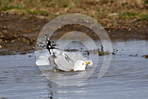 A Ring-billed gulls in a flooded field