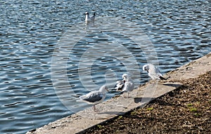 The ring-billed gulls