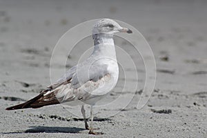 Ring-billed sea gull on the beach in florida