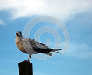 Ring-billed Seagull