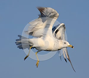 Ring-billed Seagull