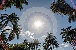 The ring of coconut palm tree tops in Jamaica encircle bright sun