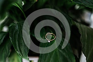 Ring with a diamond on a green leaf. simple and elegant diamond ring resting on a green plant in a succulent garden