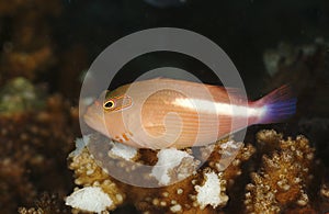 Ring-eye Hawkfish, Kapalai Island, Sabah