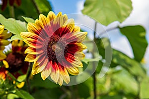 A ring of fire sunflower in a field