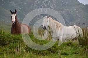 Ring of Kerry ponies