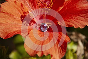 A ring with a large alexandrite stone is put on the pestle of a scarlet flower