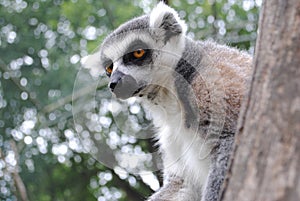 Ring lemur catta on a tree