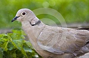Ring neck or Collared Dove.